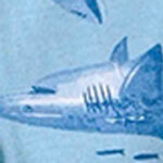 Big Shark